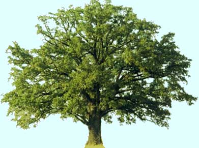 Savanna Oak Productions - bur oak graphic